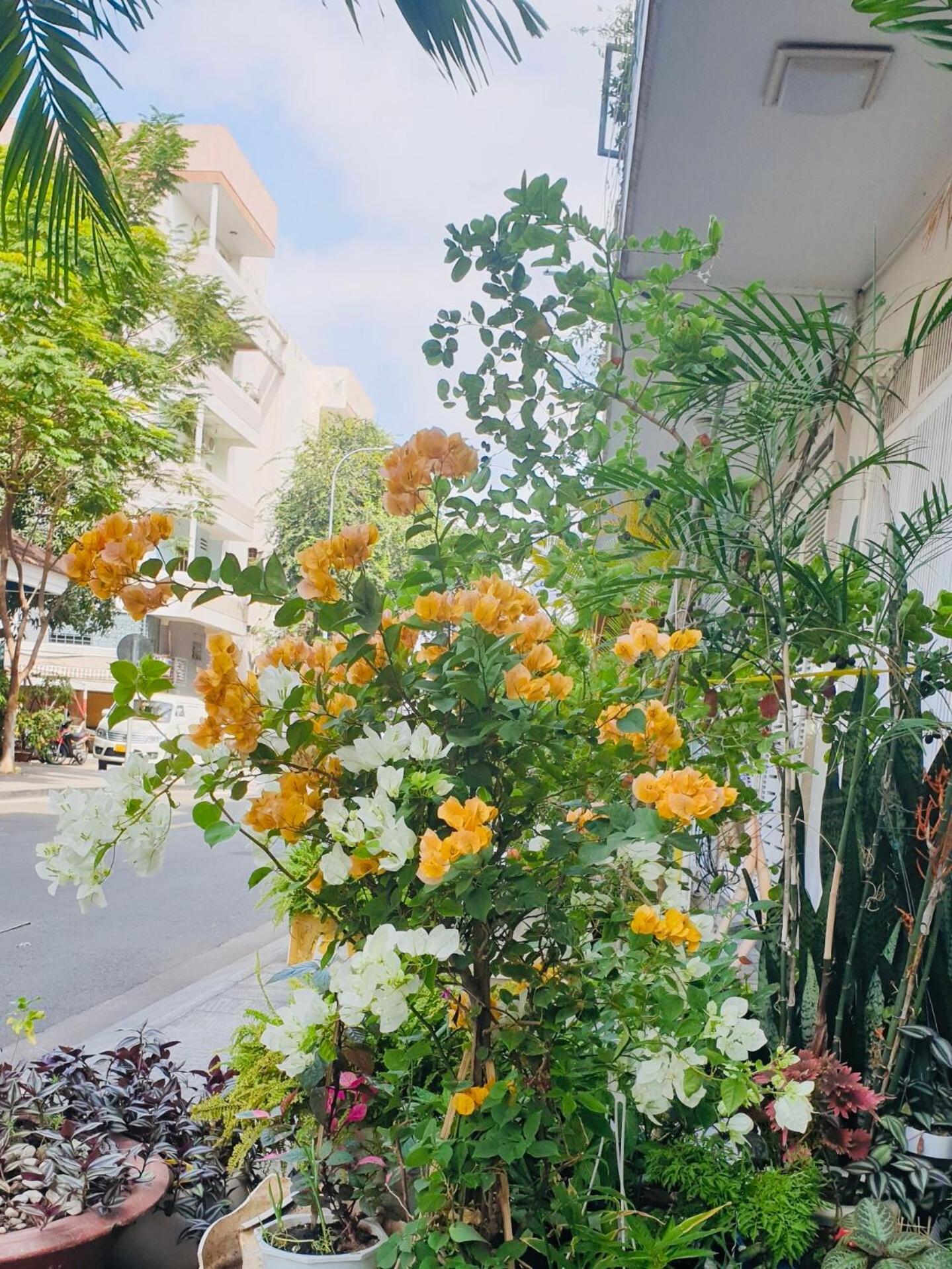 Chez Lotus Rose Hotel TP. Hồ Chí Minh Ngoại thất bức ảnh